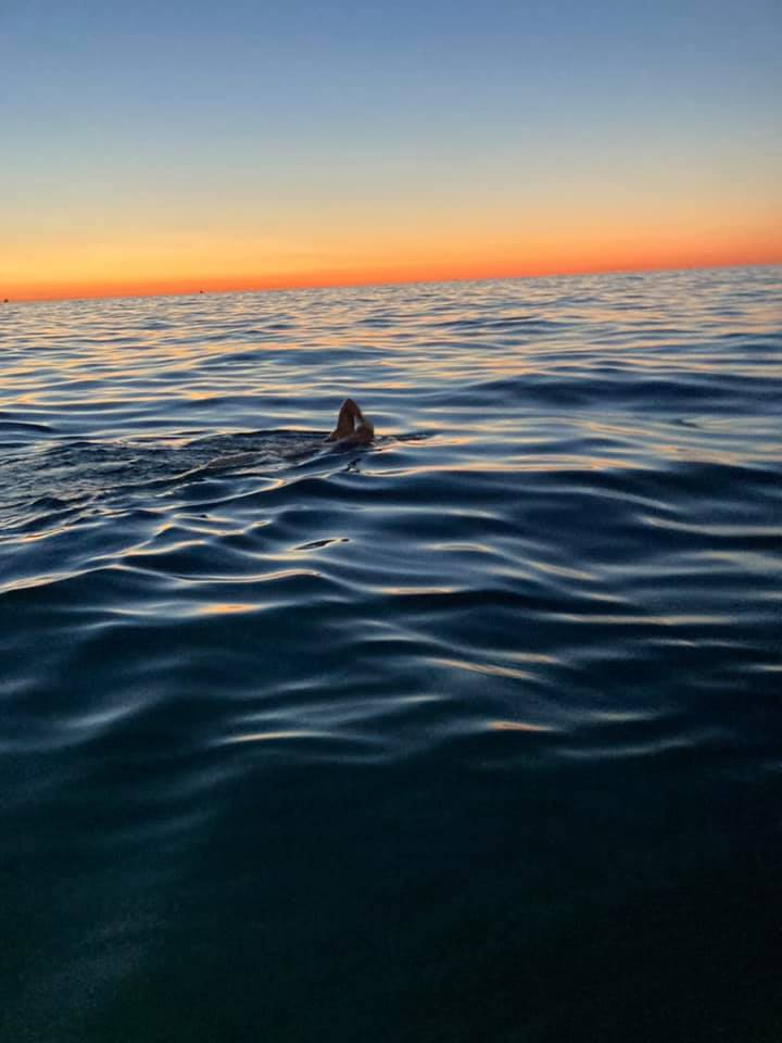 From Rooftops to Open Seas: Scott Miles' Charity Channel Swim